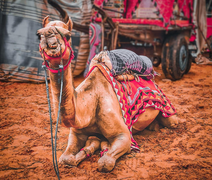 Golden Triangle and Pushkar